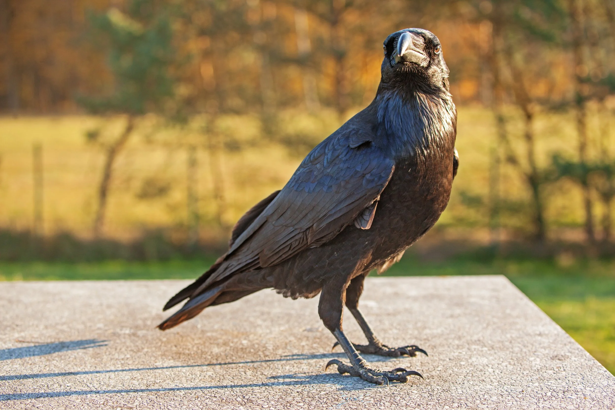 Kraehe IMG_6961.jpg