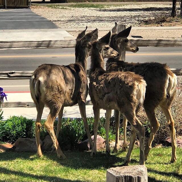 This crazy lady and her kids have joined us for a garden salad this afternoon.
#onlyinmoab #ilovesalads #finedining #whataretheylookingat
