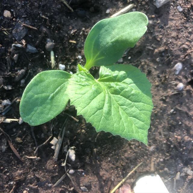 Gorgeous baby canteloup in the ground. Thanks to Moab&rsquo;s #youthgardenproject . Who knows? Maybe some cantaloupe sorbet will be happening at #desertbistro this summer!