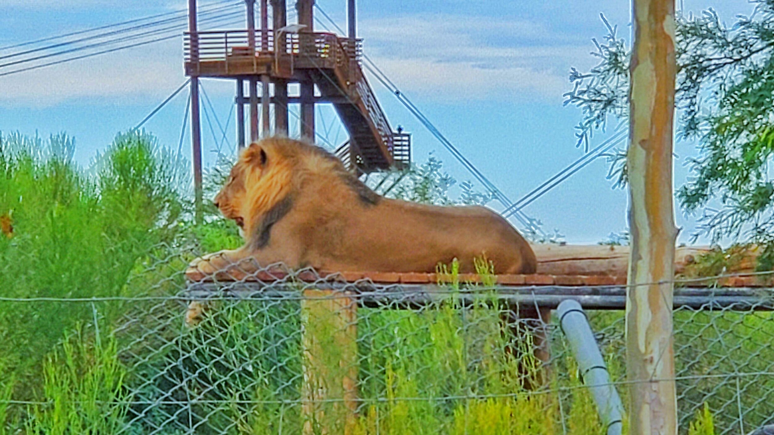 Out of Africa Safari