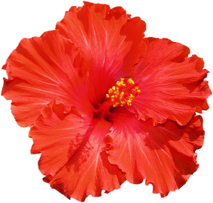 Hibiscus.jpg