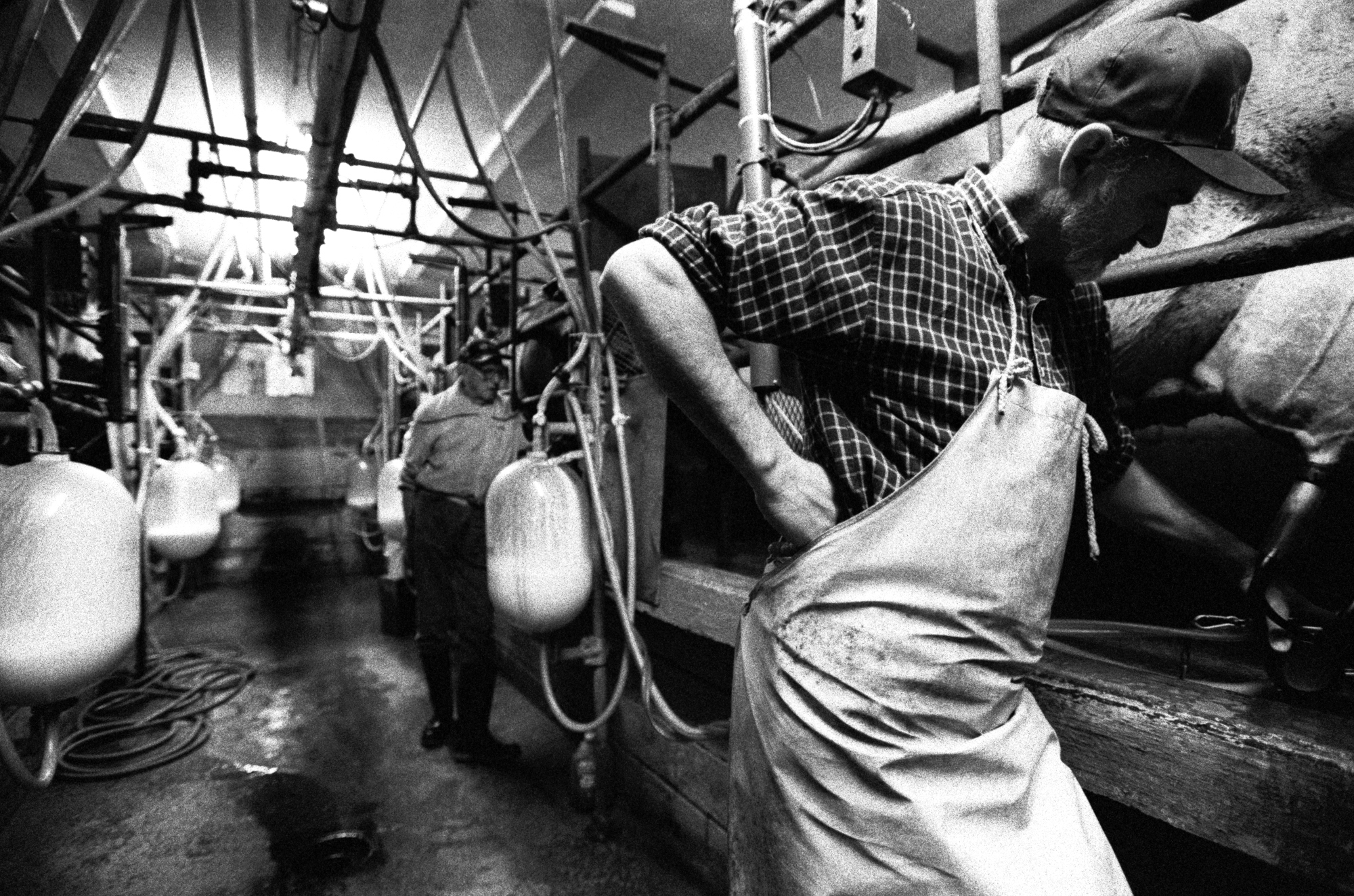 r06(dairyfarmrise).jpg