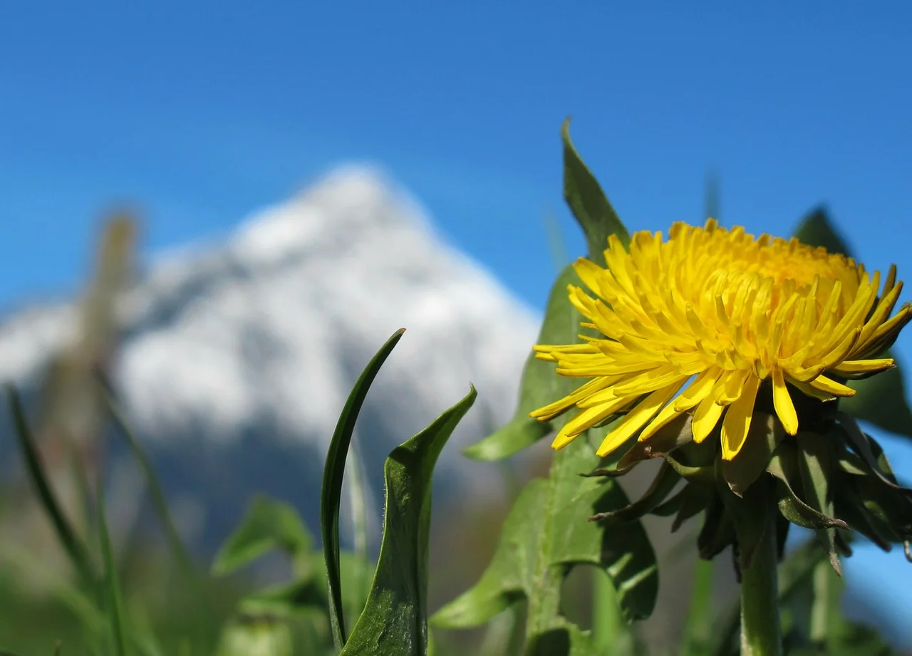 springdandelion.jpg