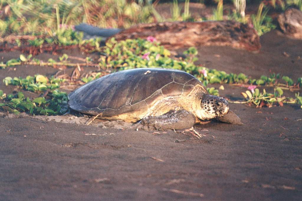 green turtle3.jpg