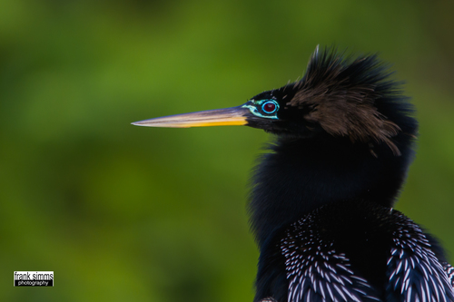 Anhinga macho.