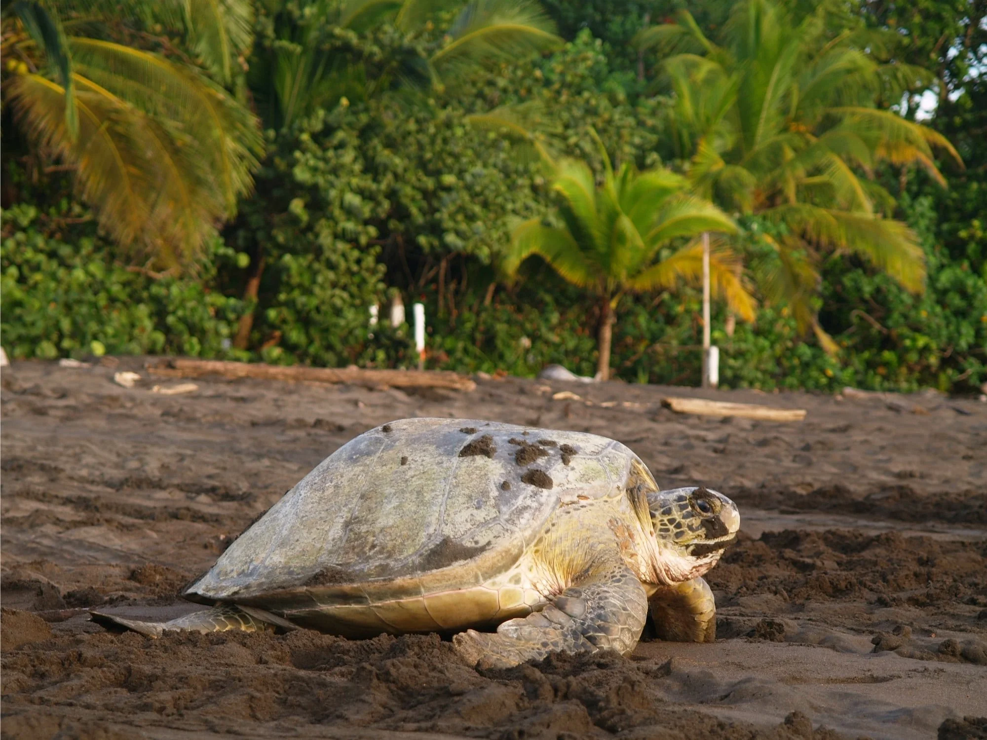 individuele-costa-rica-rondreis-tortuguero-min.jpg.pagespeed.ce.ZyipHap5i6.jpg
