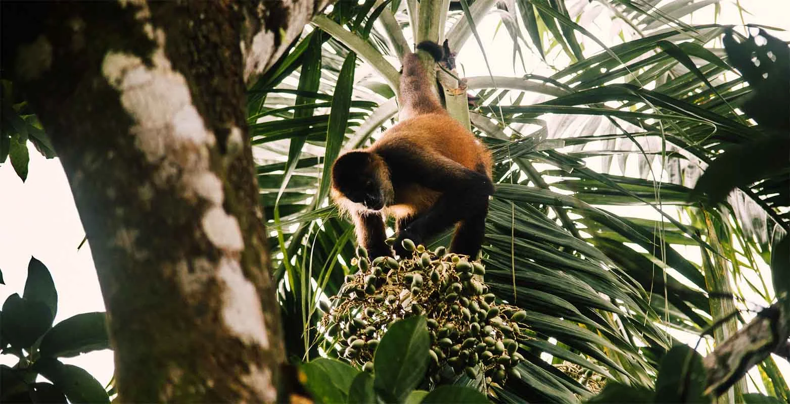 mawamba_lodge-_0028_florafauna5.jpg