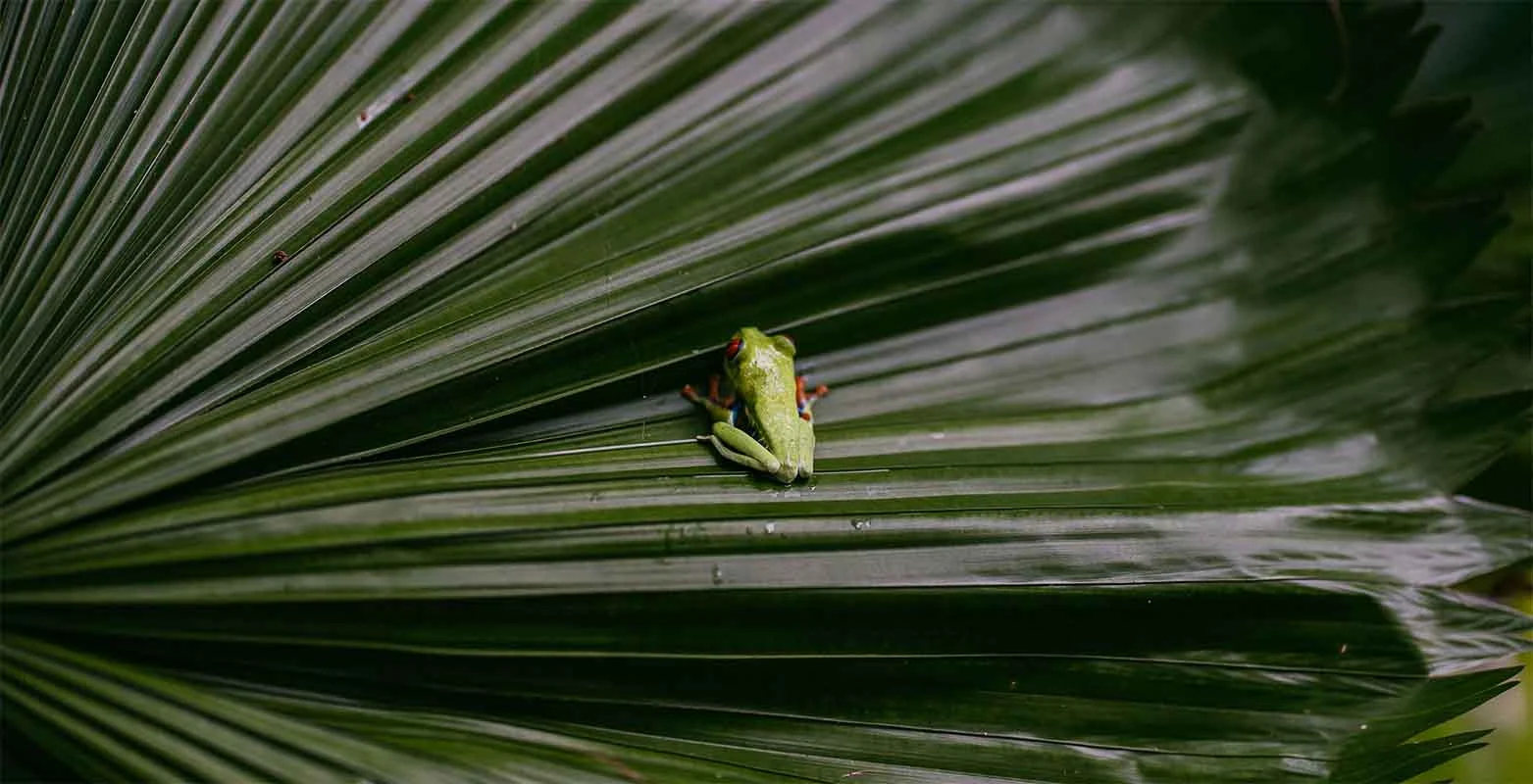 mawamba_lodge-_0031_florafauna8.jpg