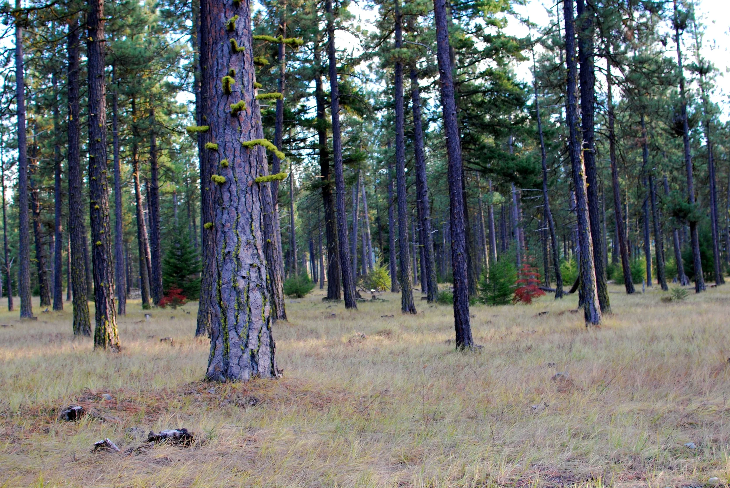 DSC_1170.JPG