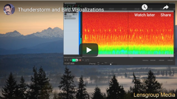 Thunderstorm and Bird Visualizations
