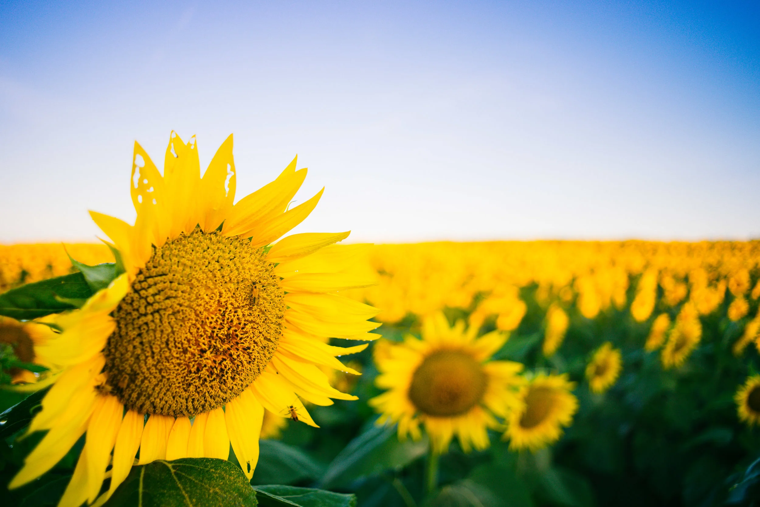 Grinter_Farm_ 0001.JPG