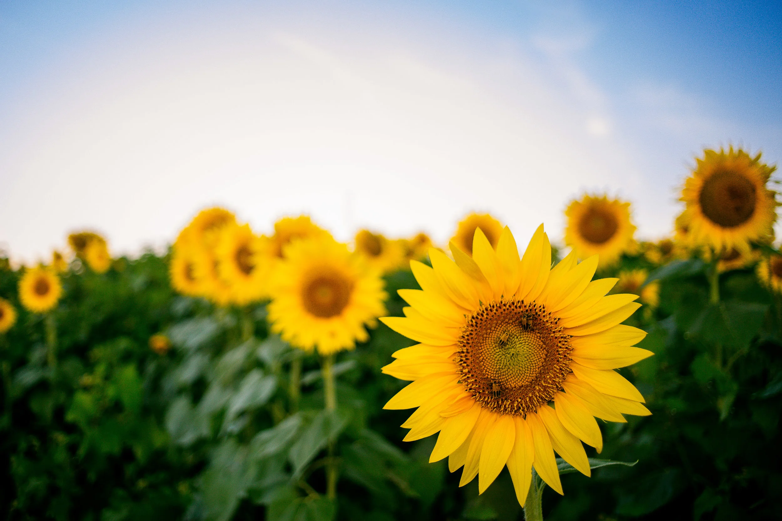 Grinter_Farm_ 0021.JPG