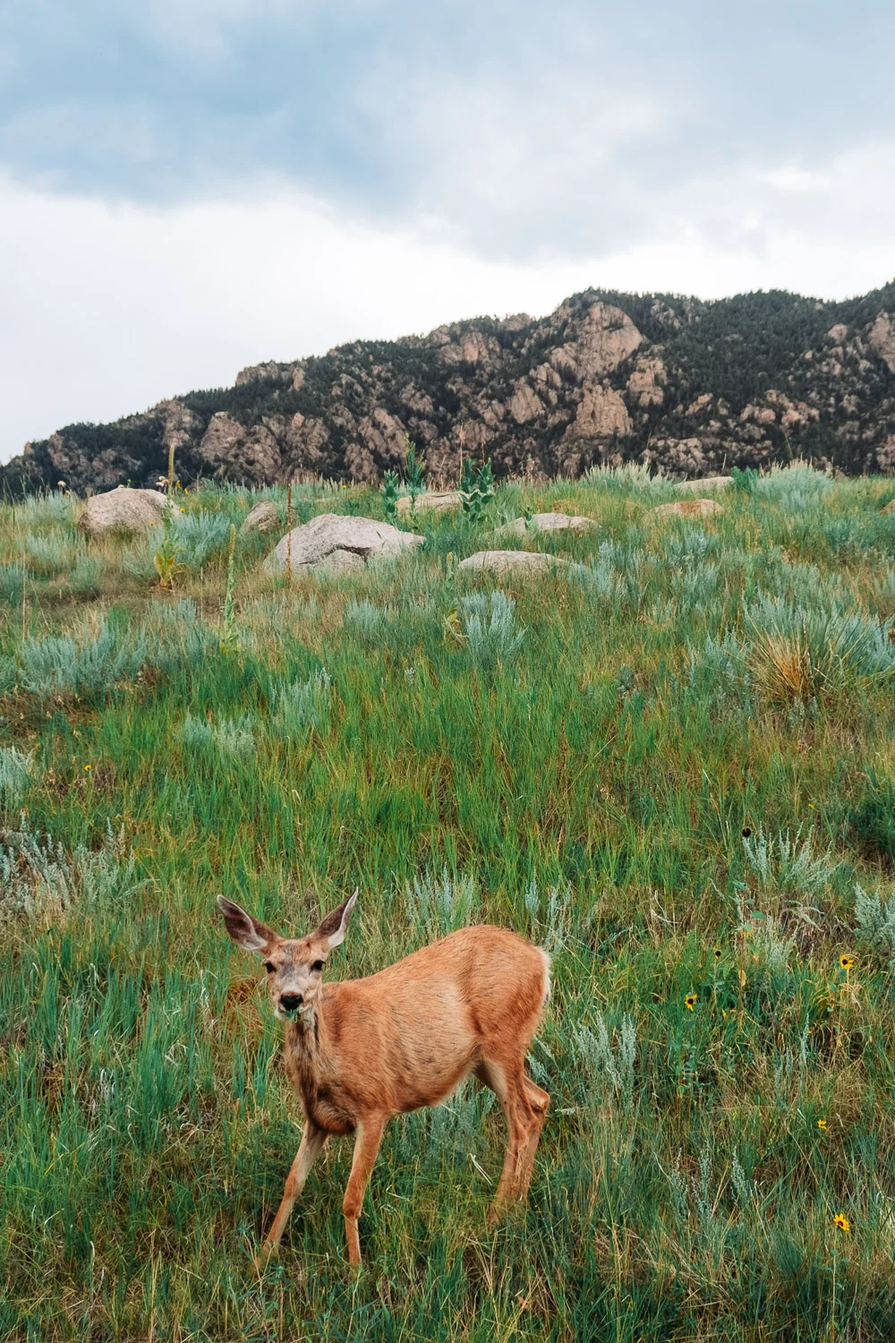 Colorado_Springs_2019 (25 of 135).jpg