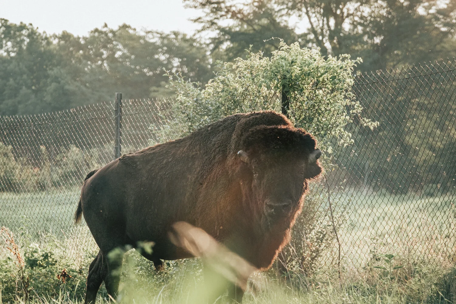 Native Hoofed Animal_004.jpg