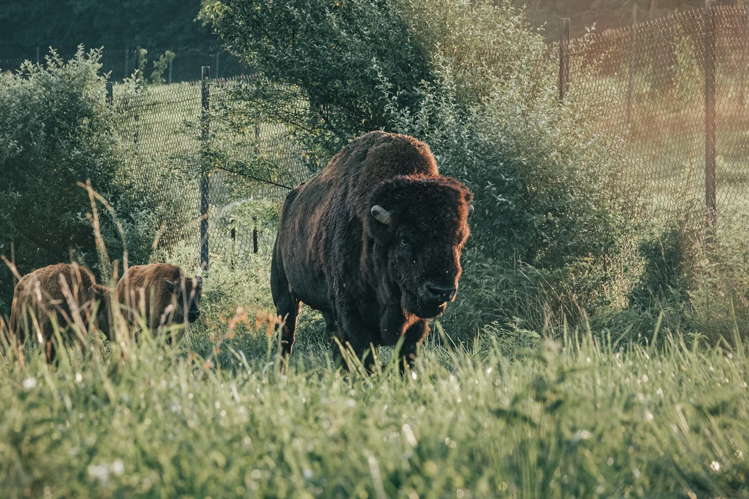 Native Hoofed Animal_002.jpg