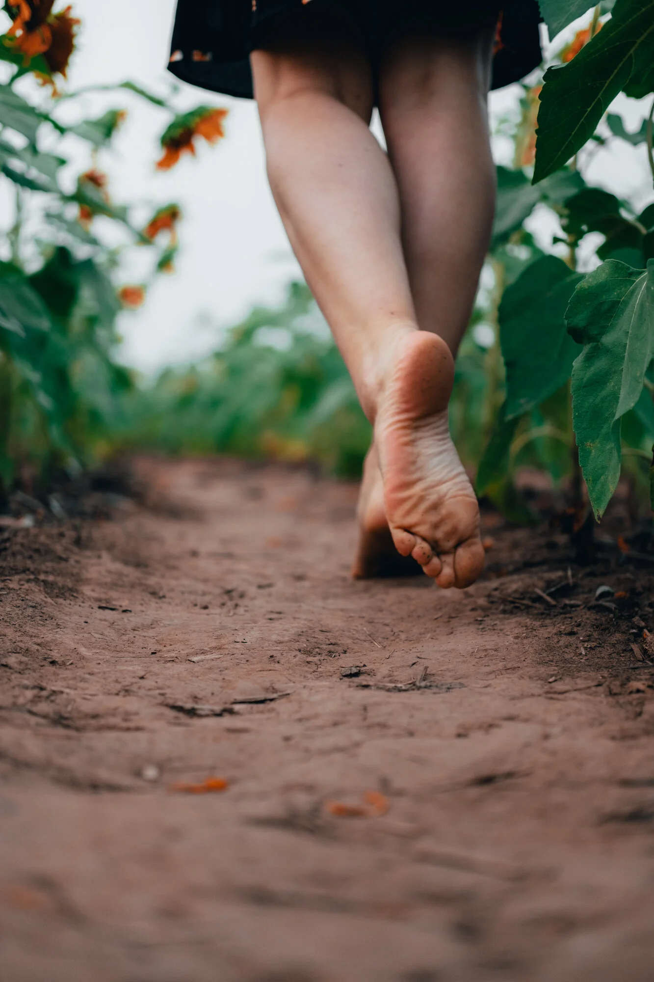 Hayle in the Fields-18.jpg