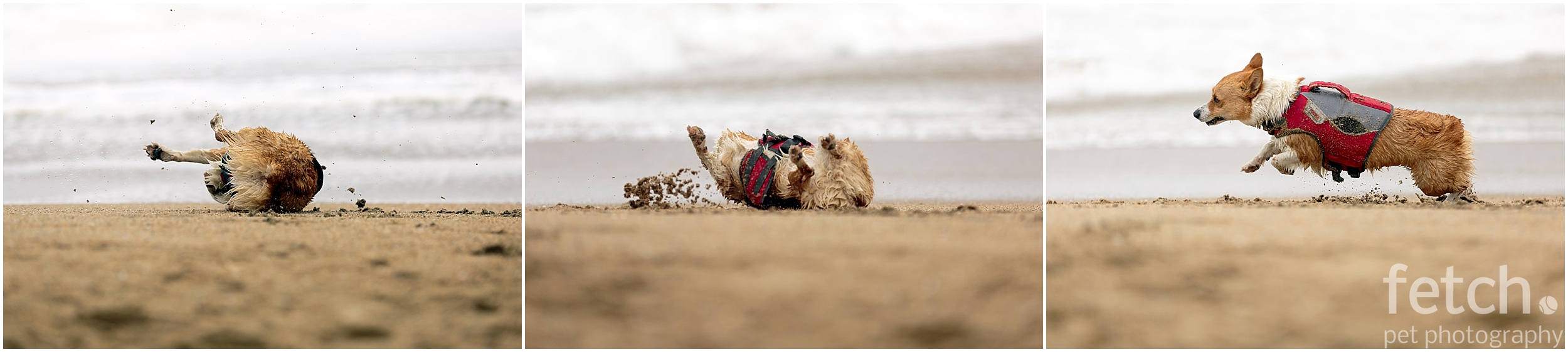 dog-rolls-in-sand-on-beach