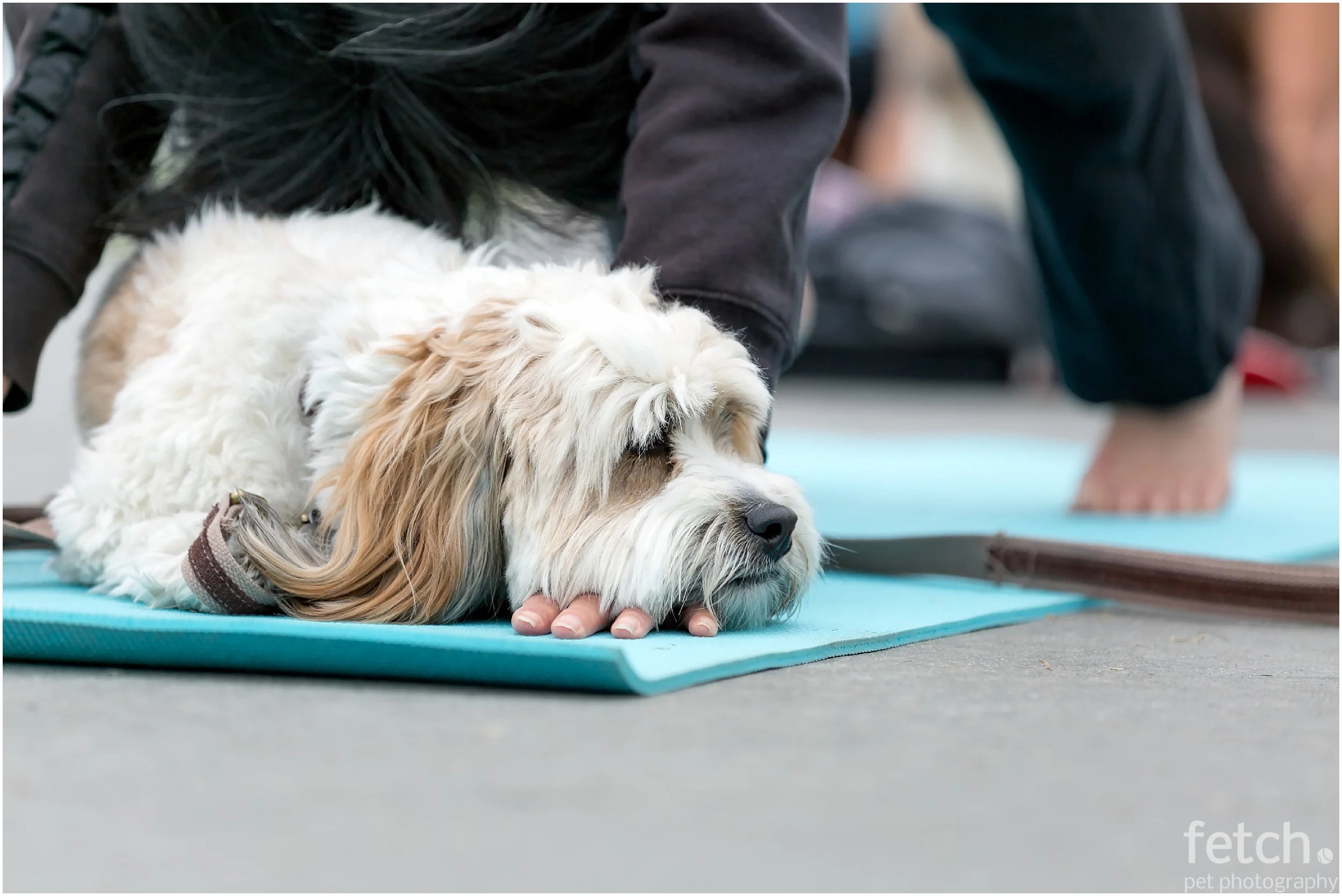 los-angeles-pet-photographer