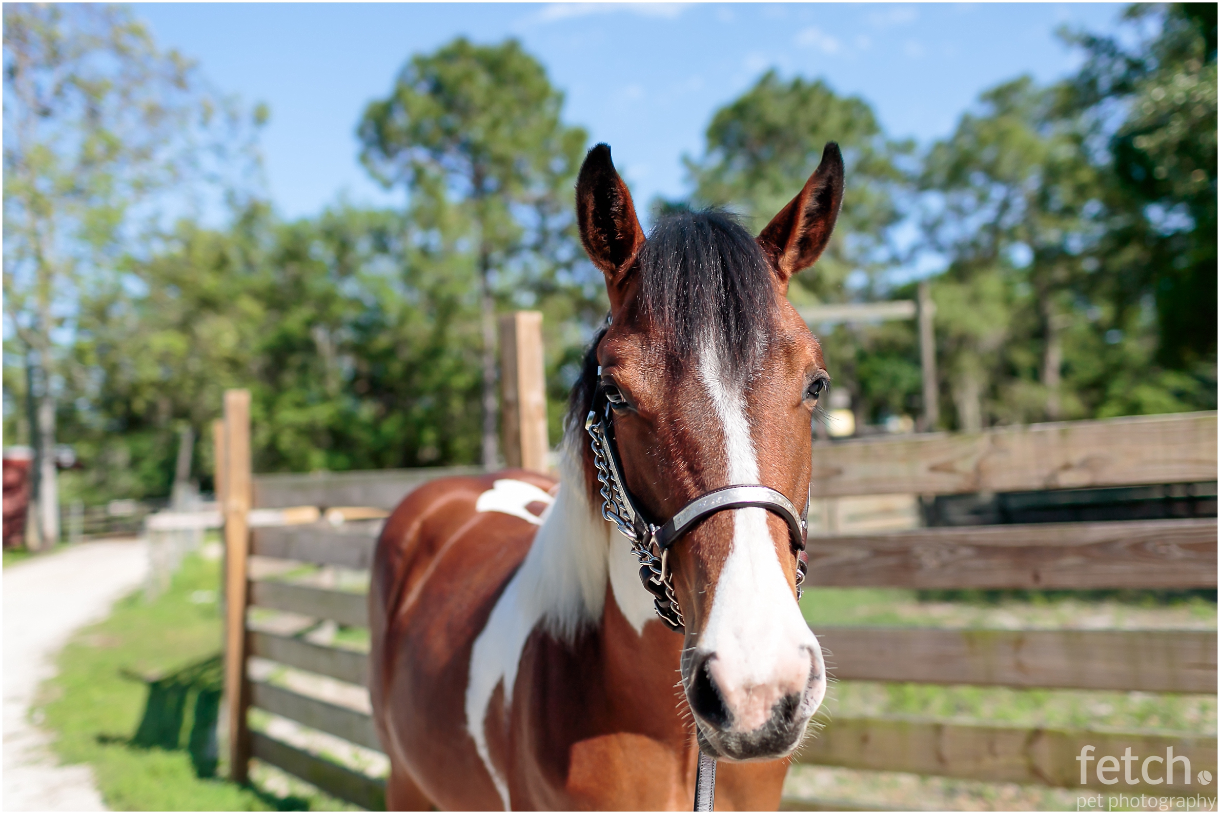 sarasota-florida-pinto-horse