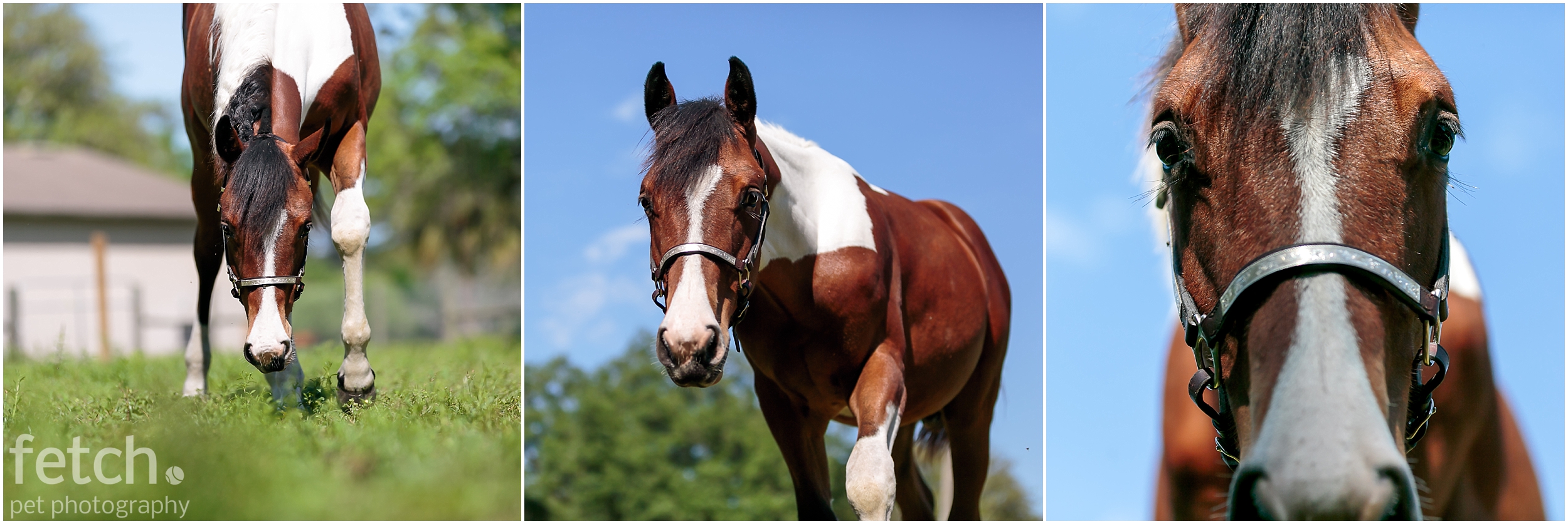 yearling-nose-blue-sky-horse