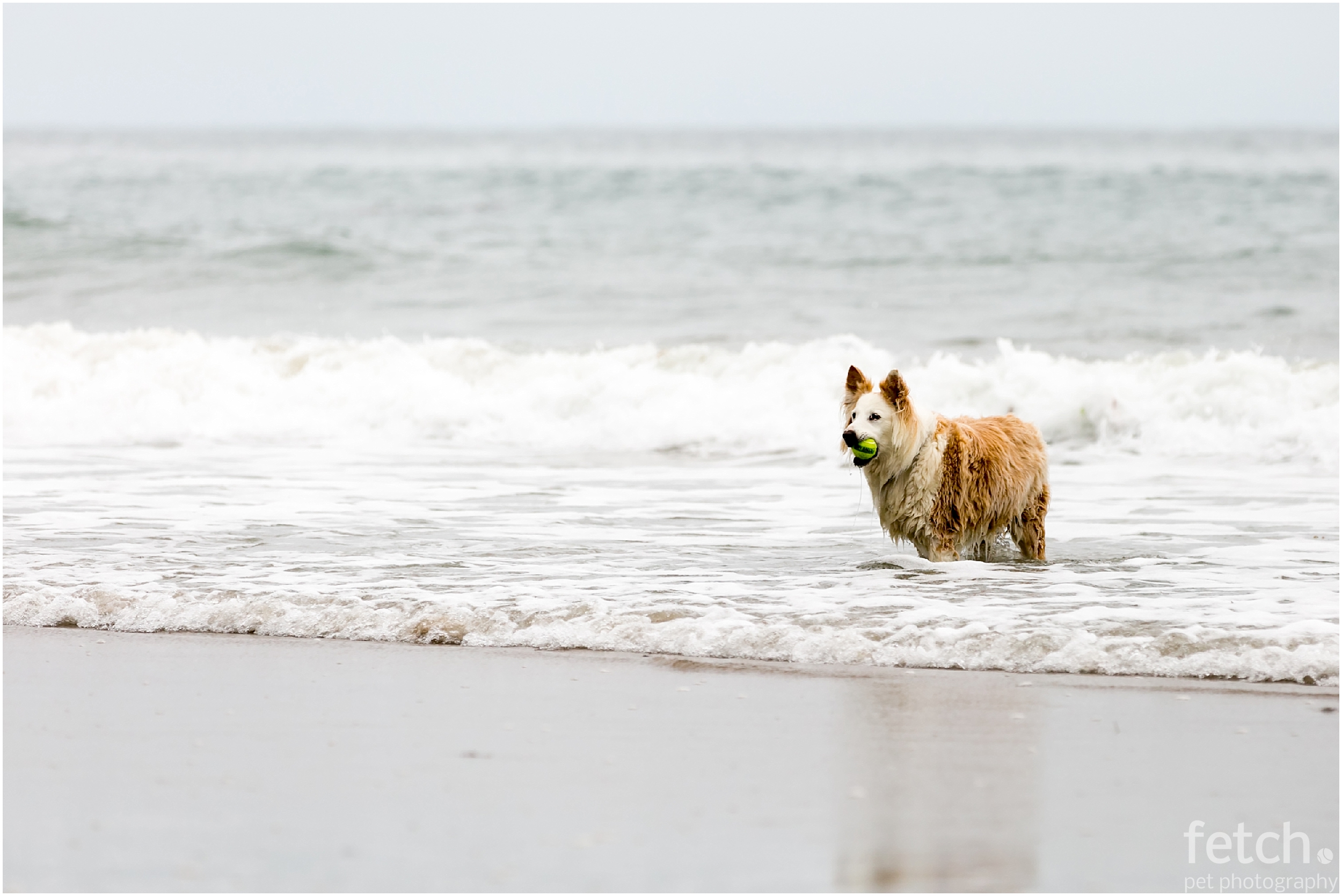 australian-shepherd-with-ball-in-ocean