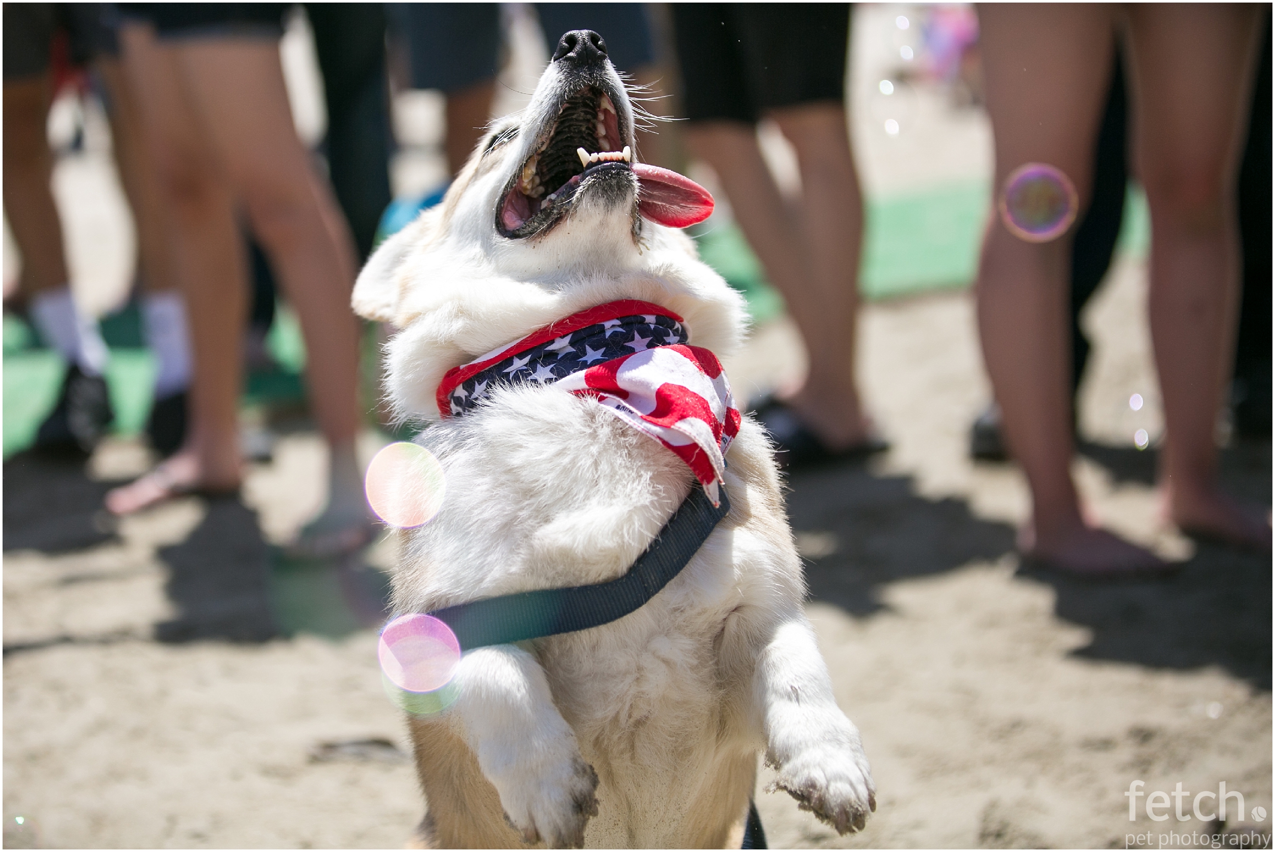 los-angeles-dog-photographer