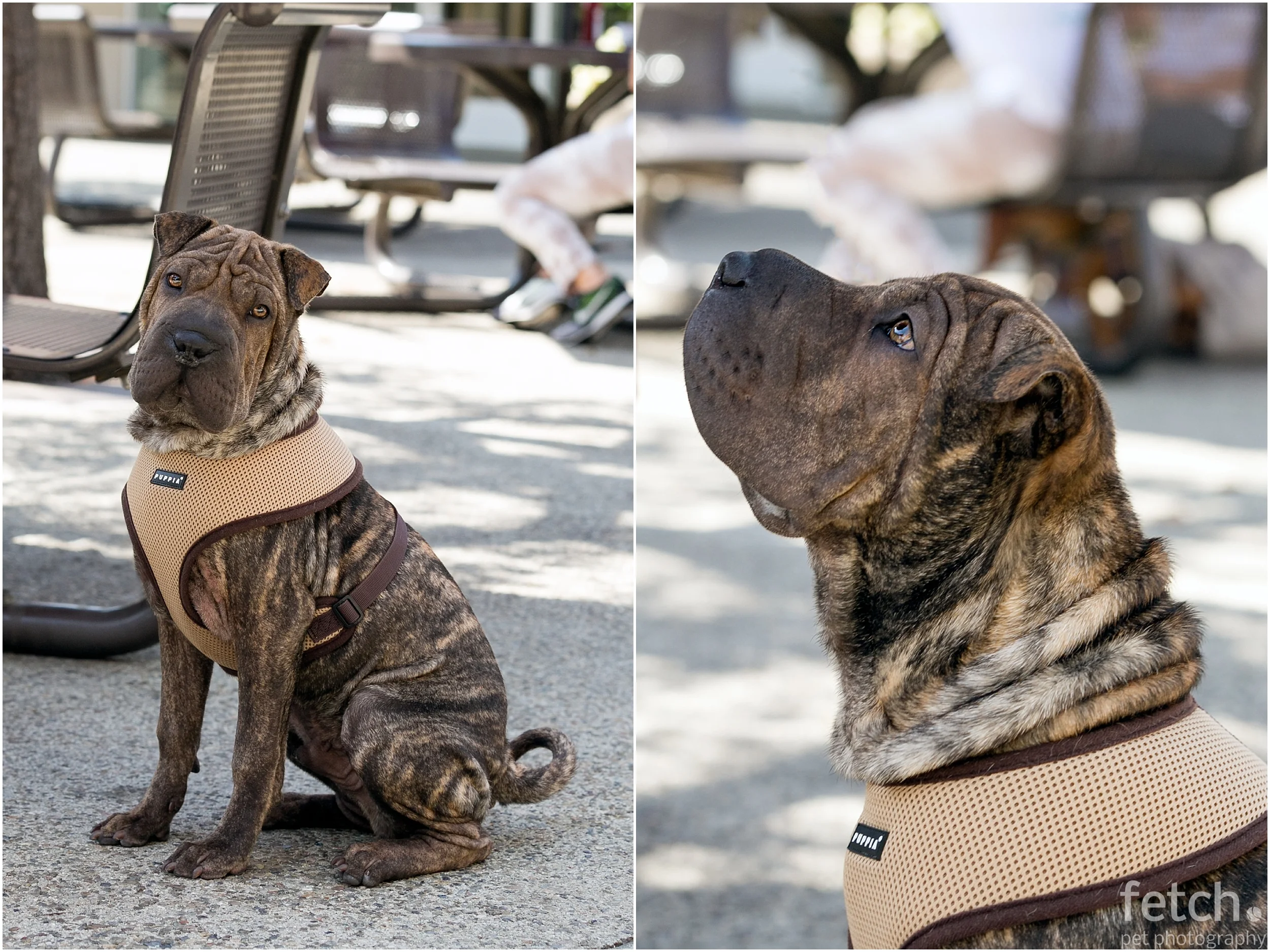 shar-pei-puppy-portraits