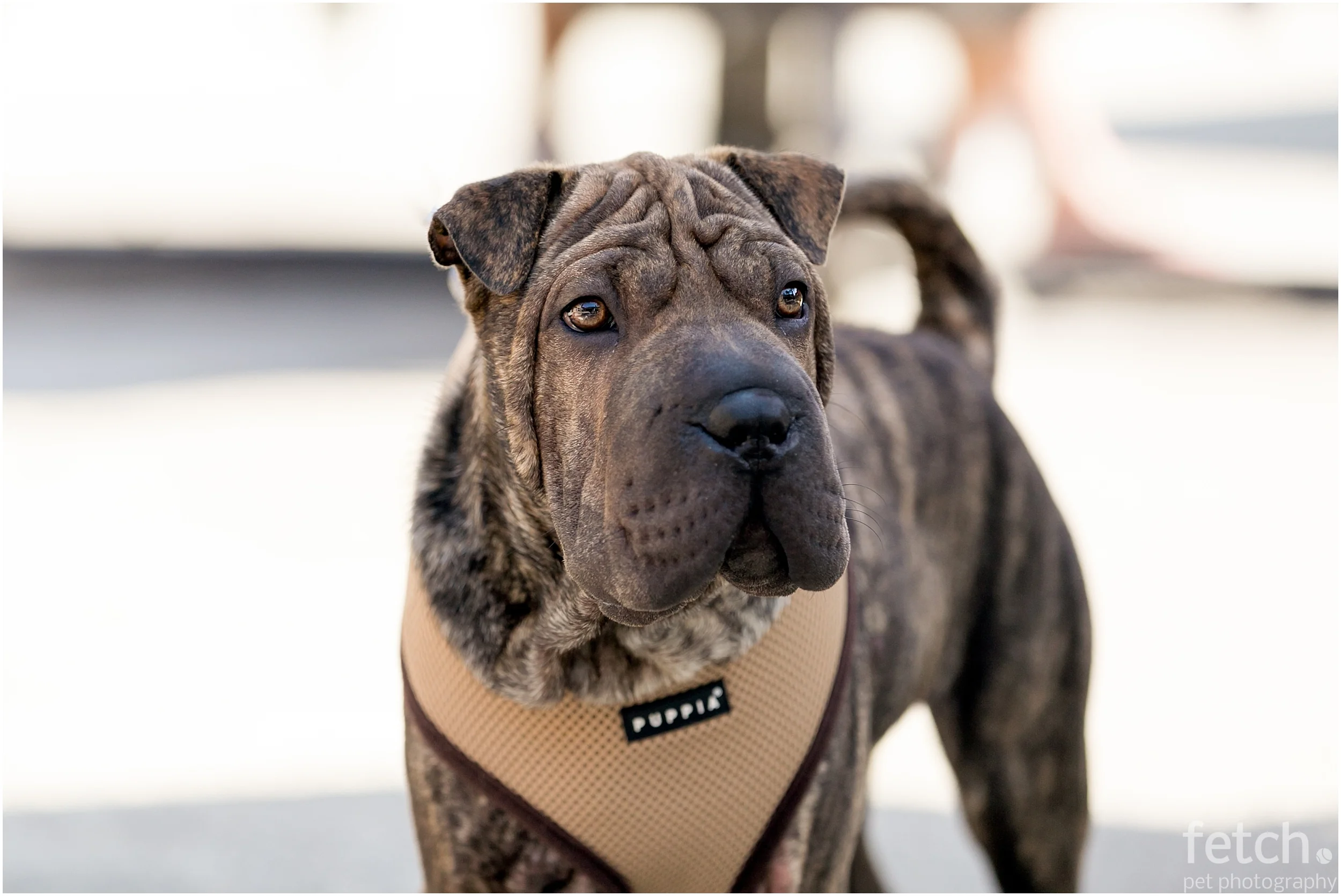 los-angeles-dog-photographer