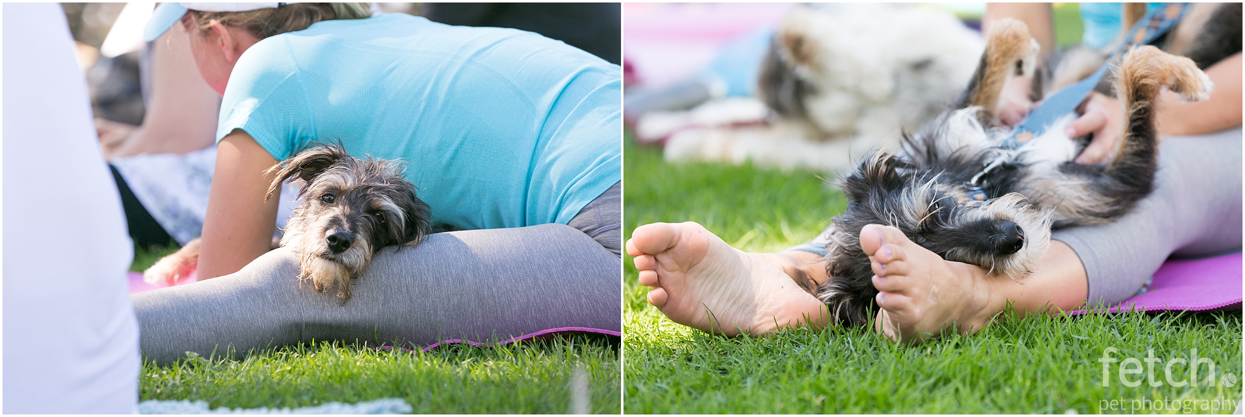 exercise-with-your-dog