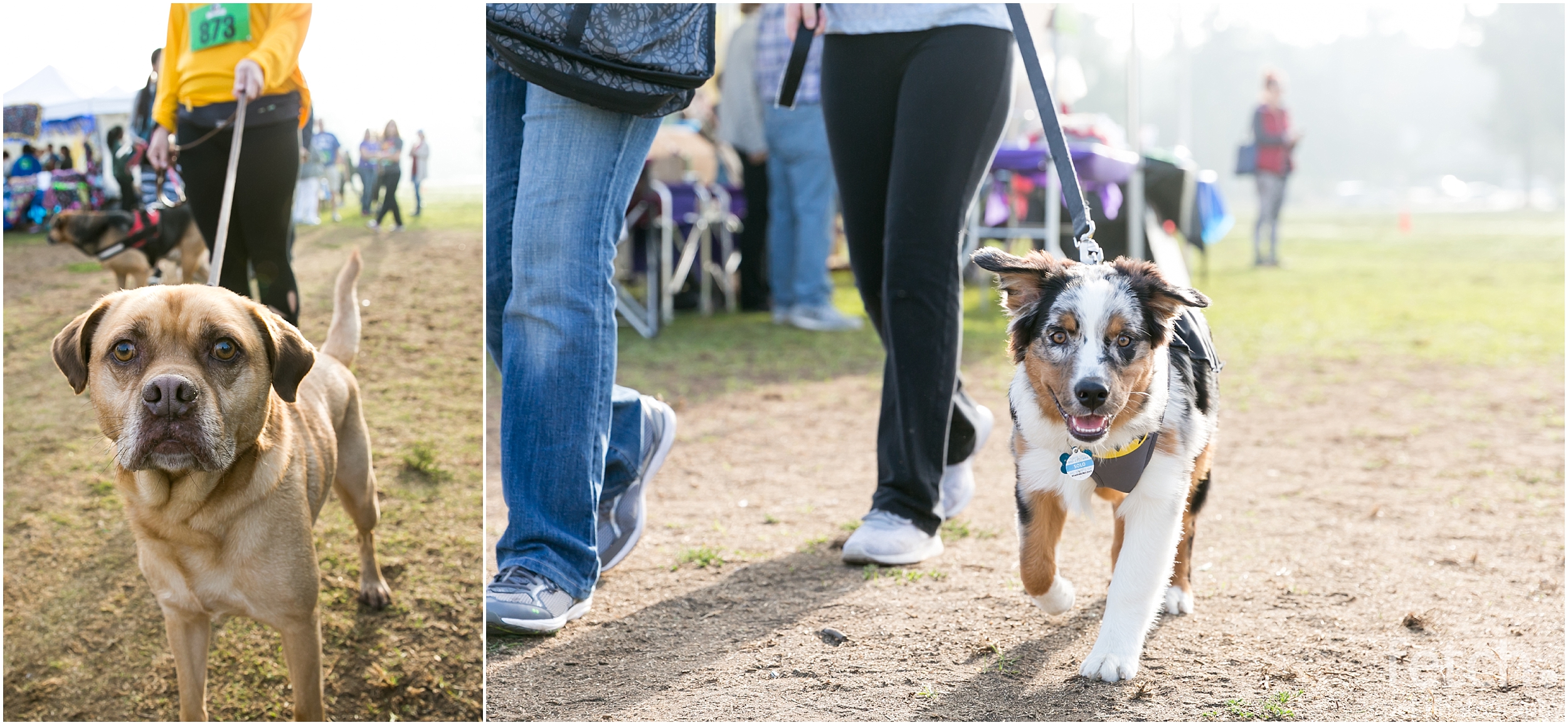 los-angeles-dog-photography