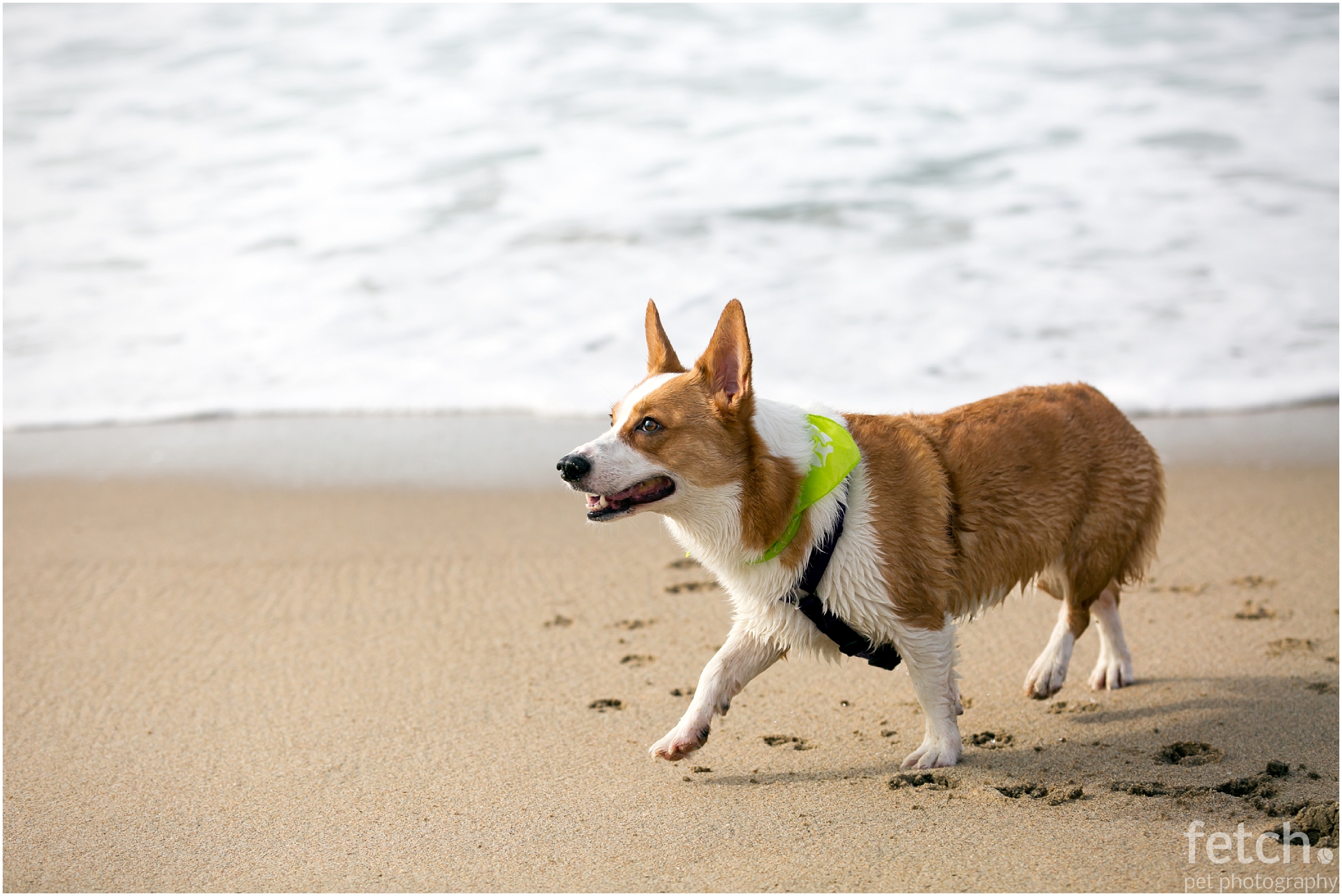 los-angeles-dog-photographer