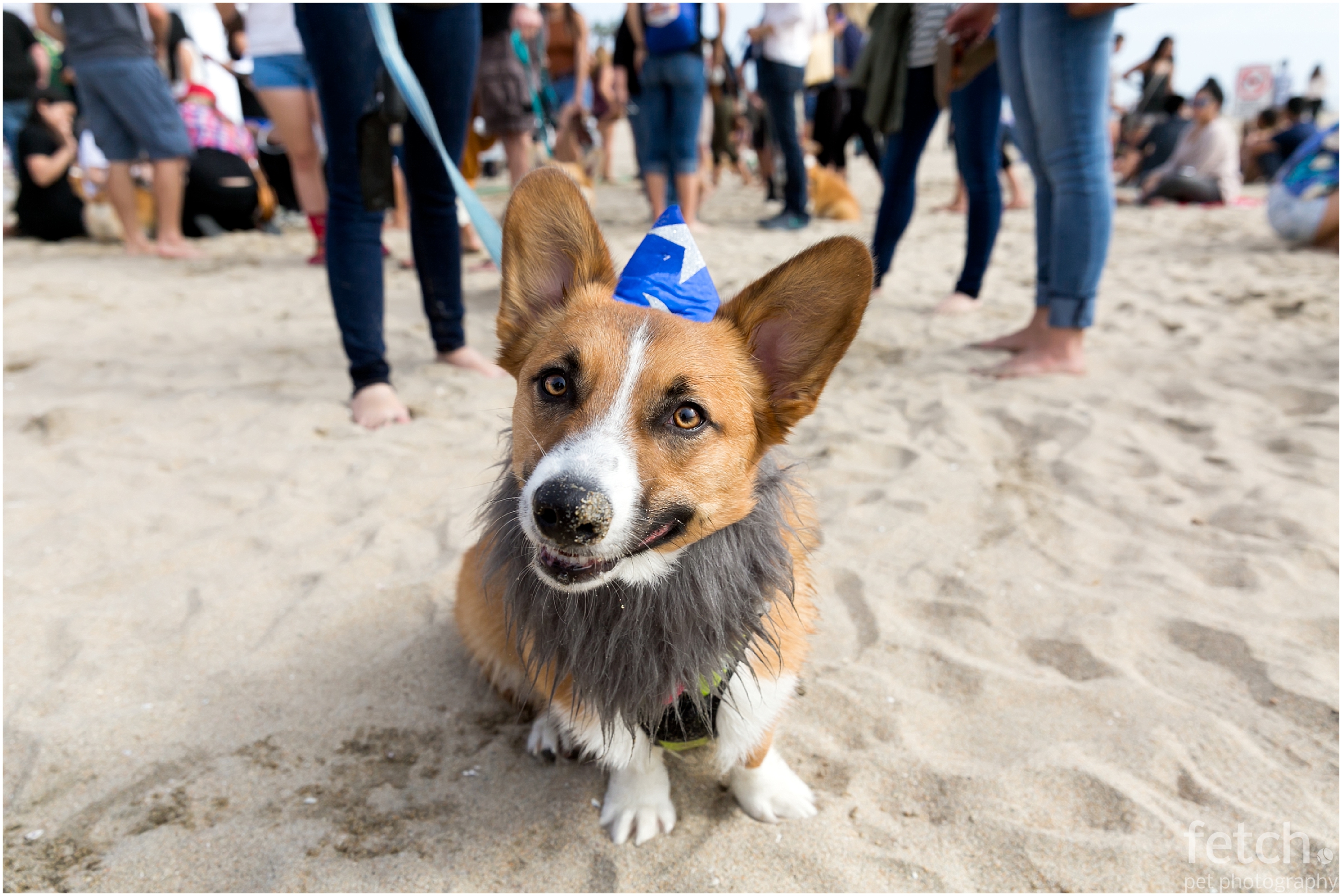 albus-the-corgi