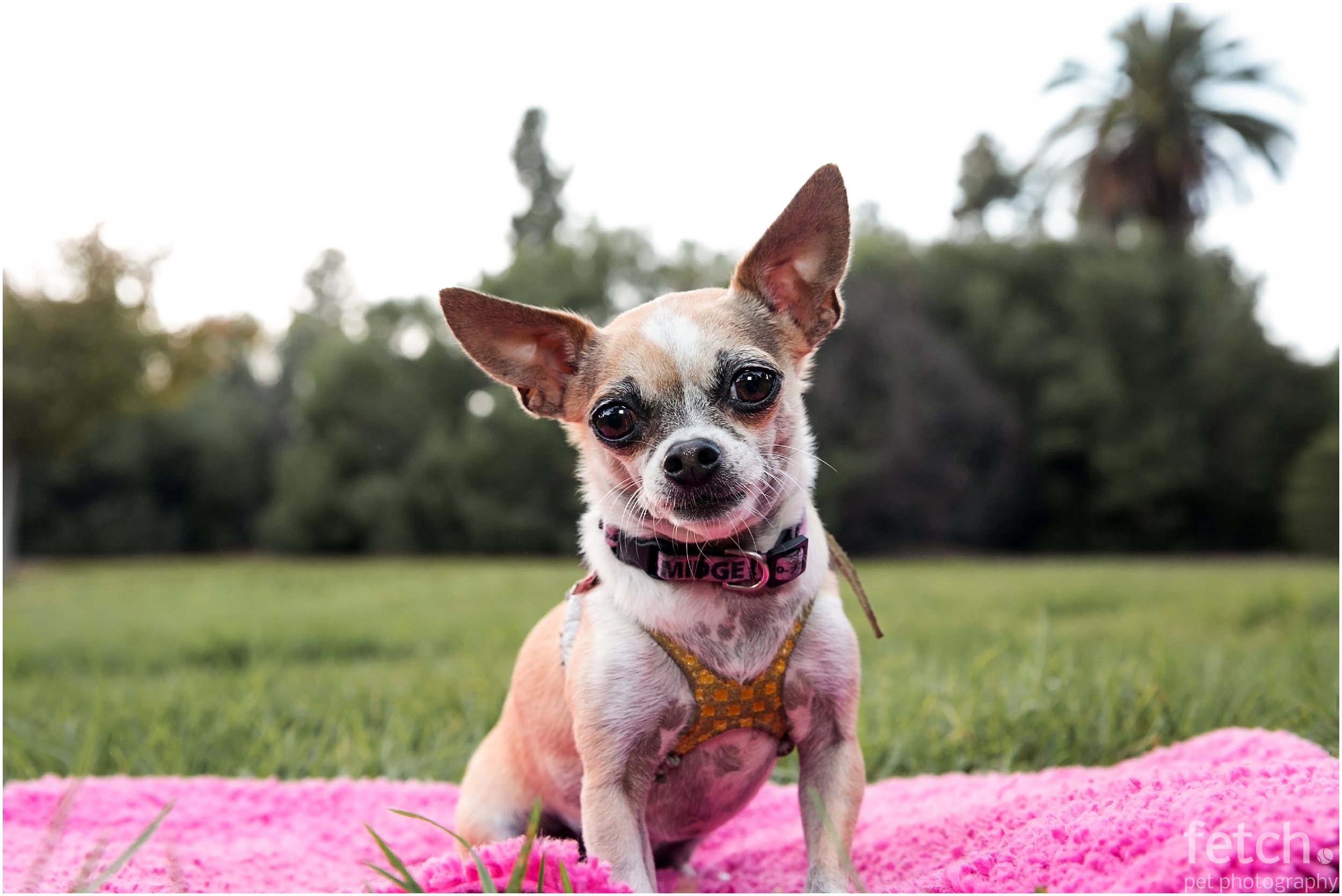 chihuahua-portrait