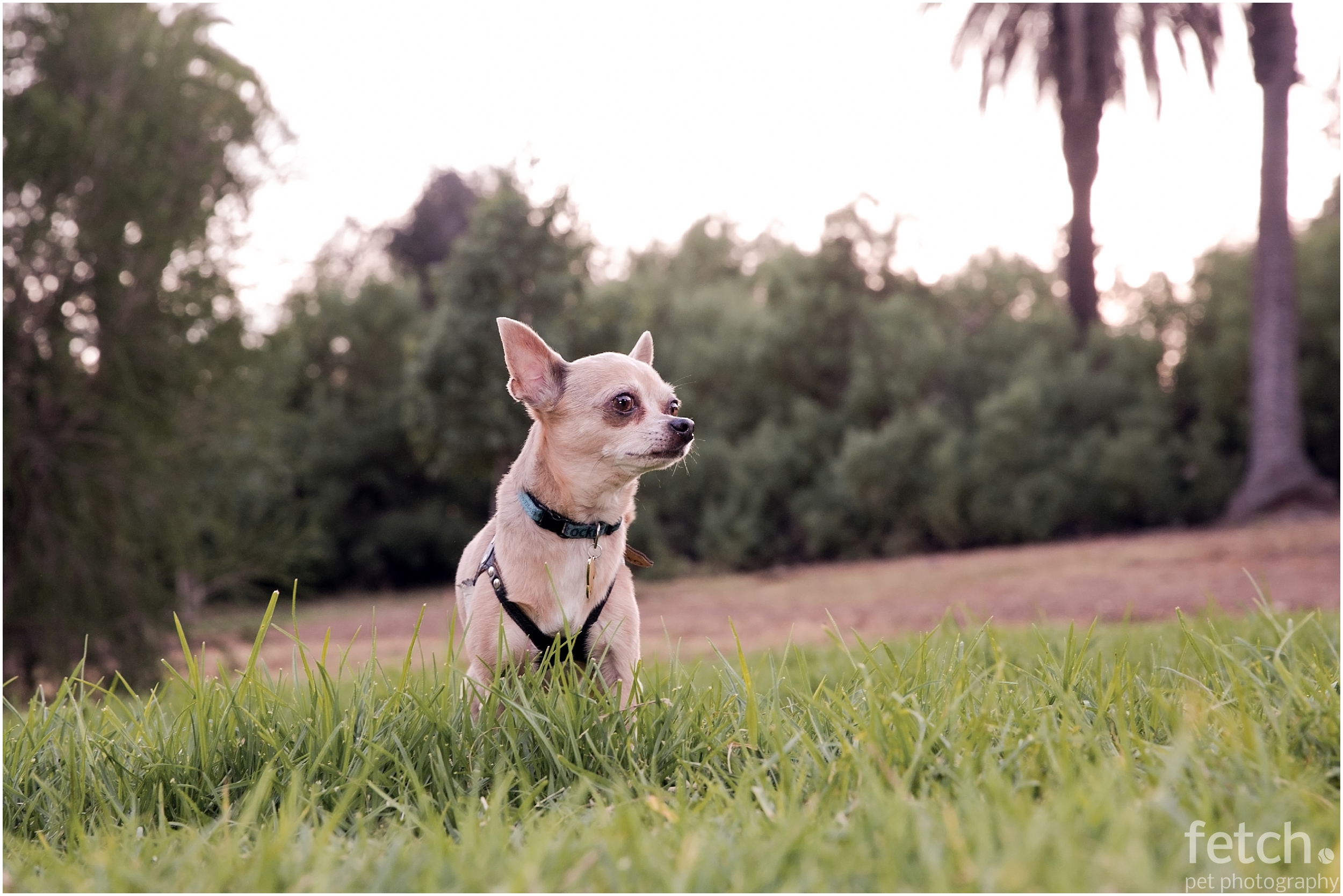 los-angeles-chihuahua