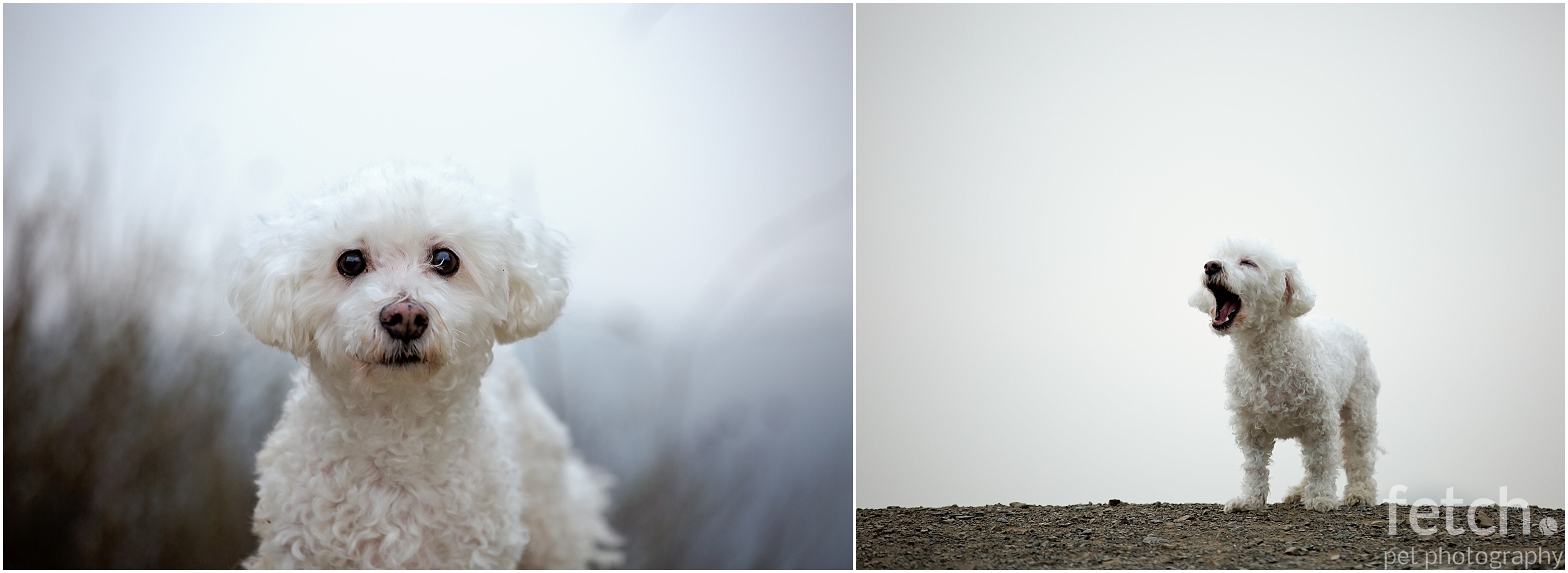 fine-art-dog-photography