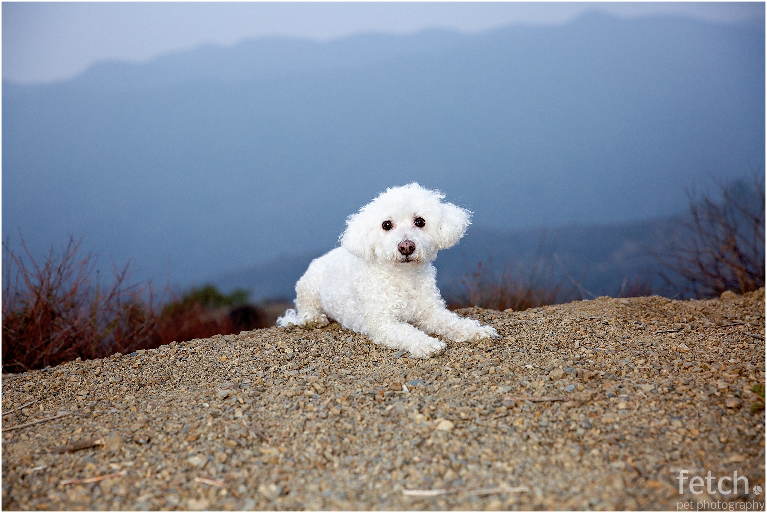 mandeville-canyon-dog-photography