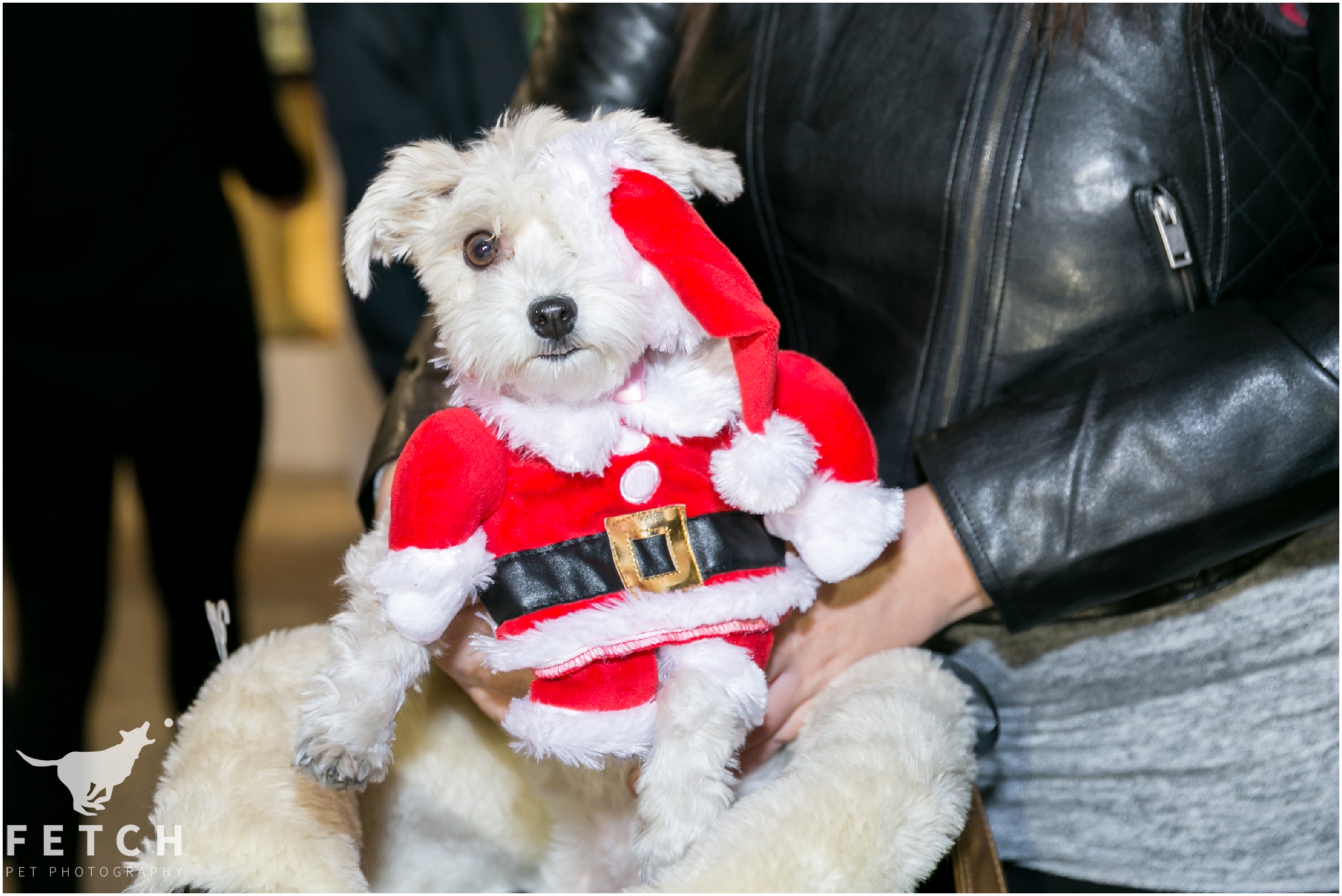 puppy-dressed-as-santa