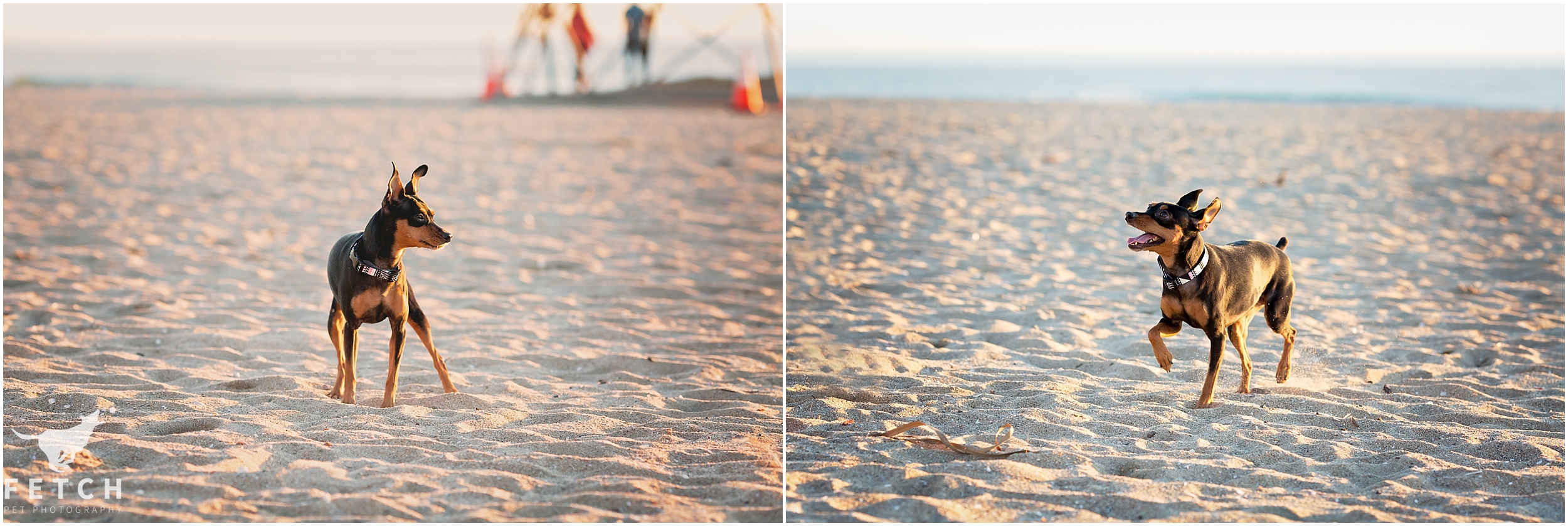 miniature-pinscher-beach