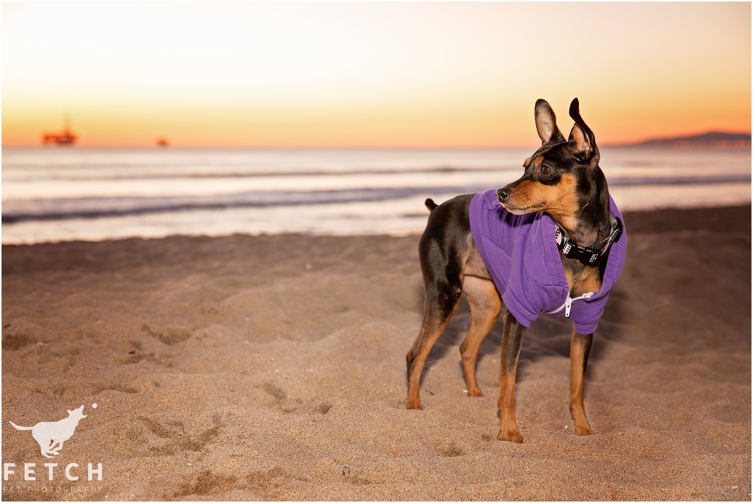 american-apparel-dog-hoodie