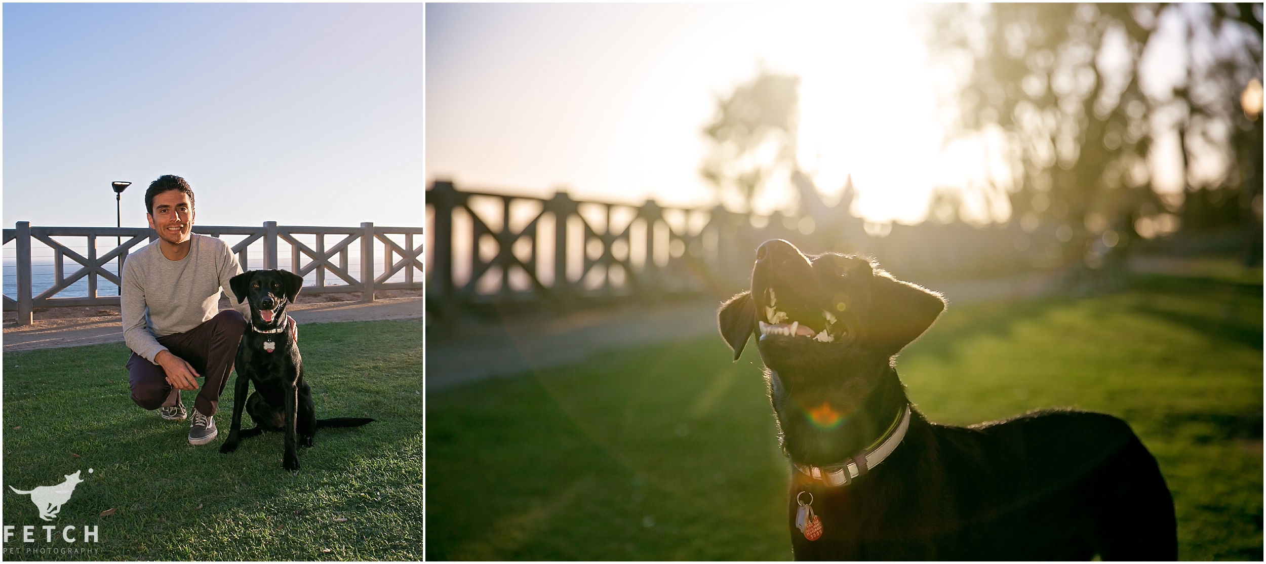black-lab-photos