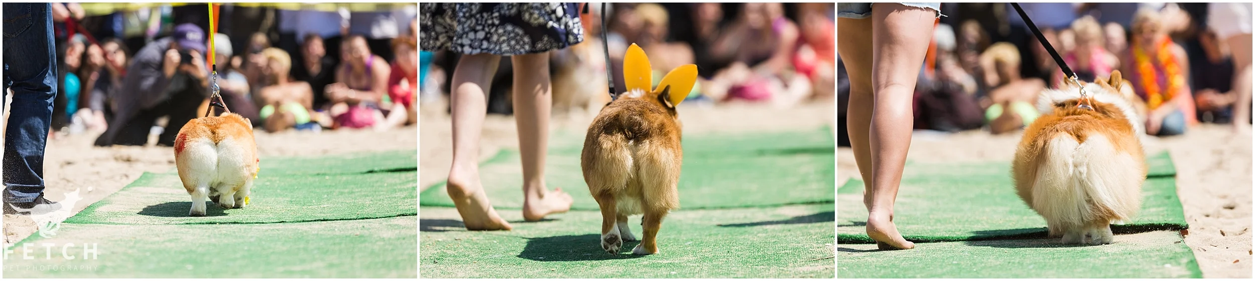 best-momo-corgi-contest