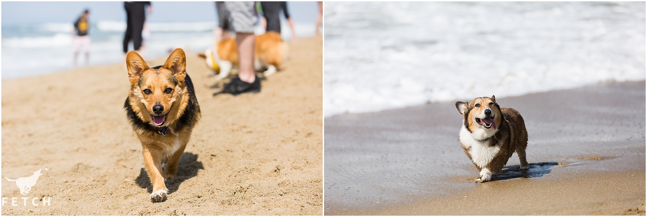 dog-beach-photos
