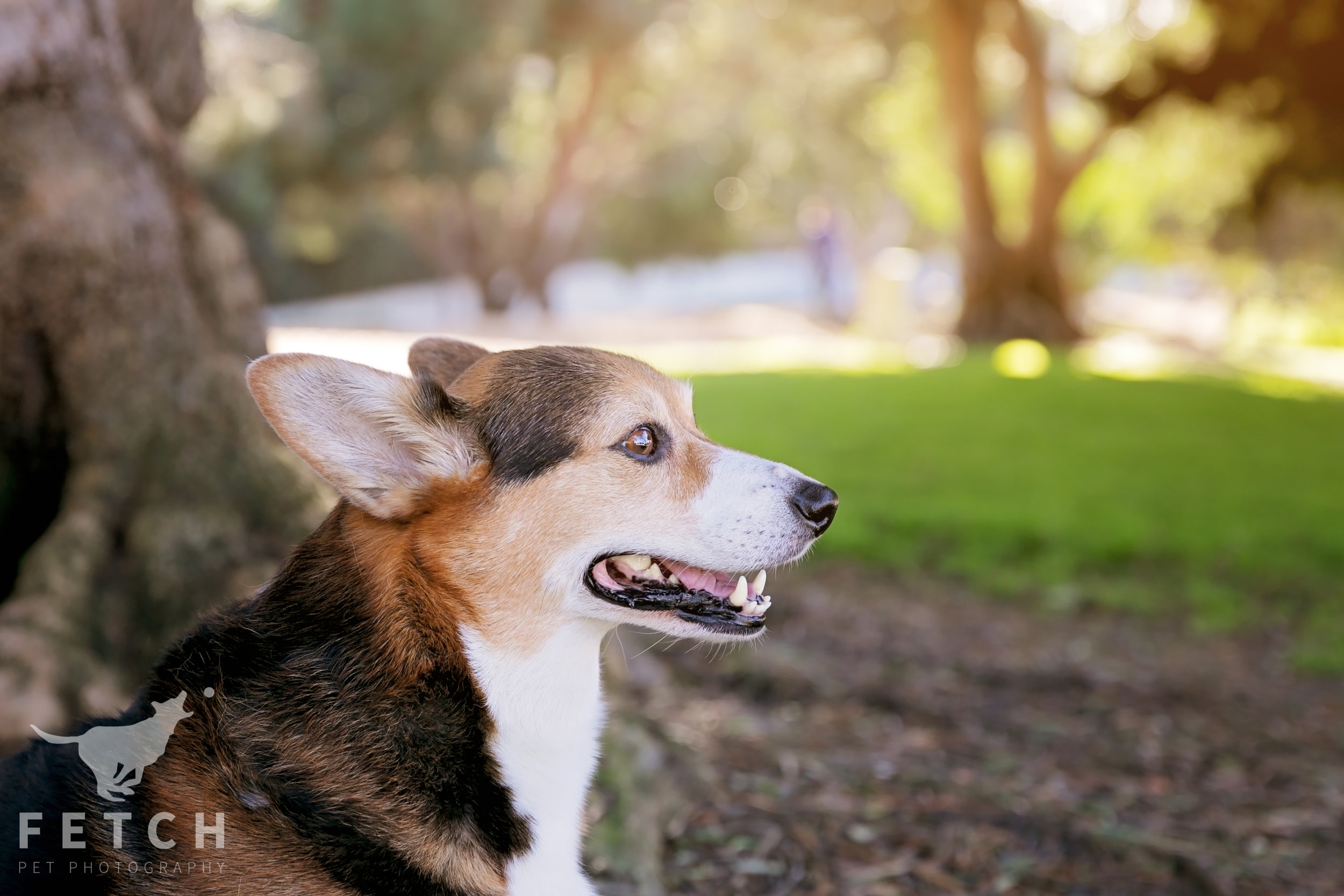 sunset-photos-with-dogs
