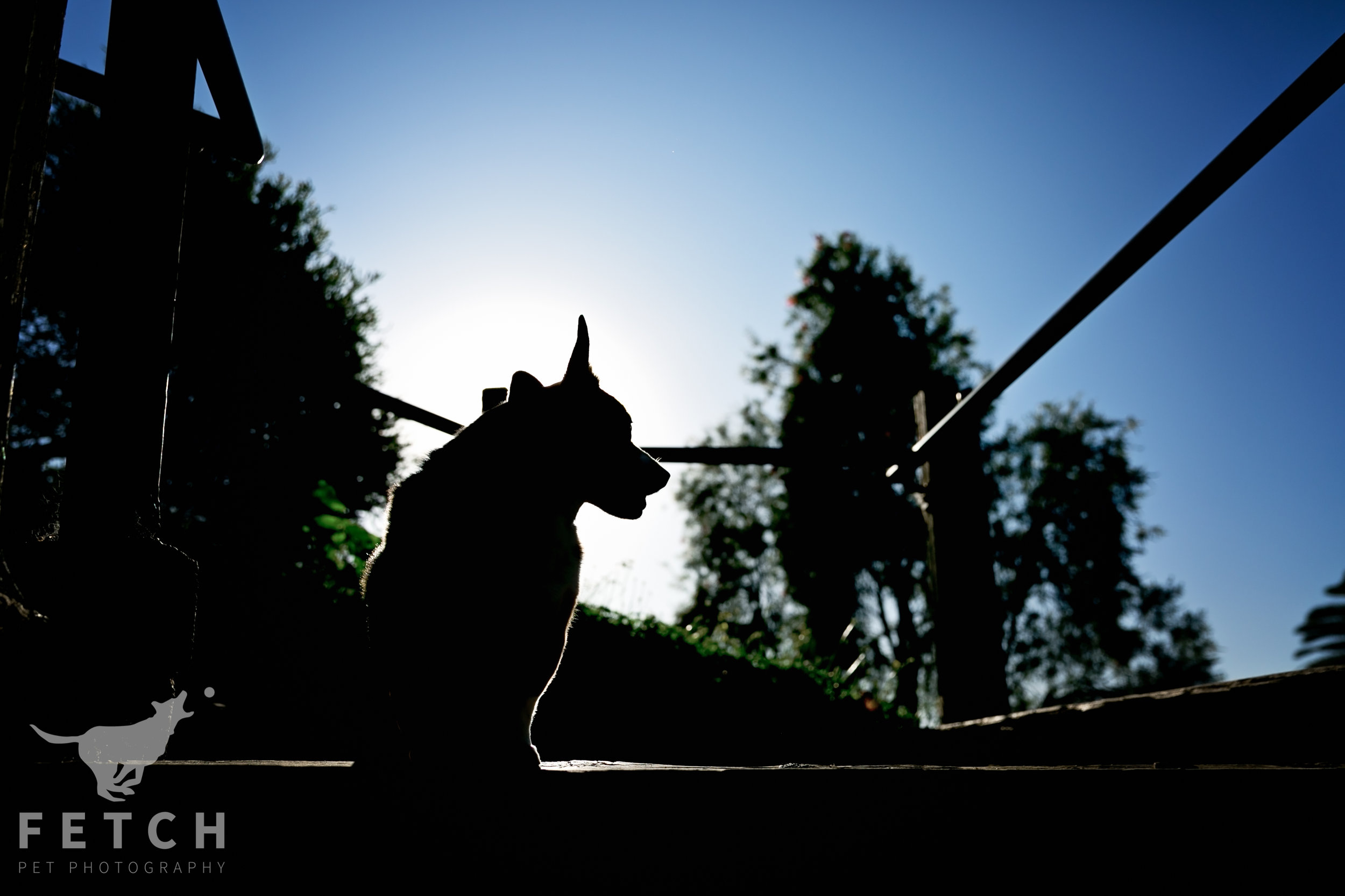 pet-photography-dog-silhouette