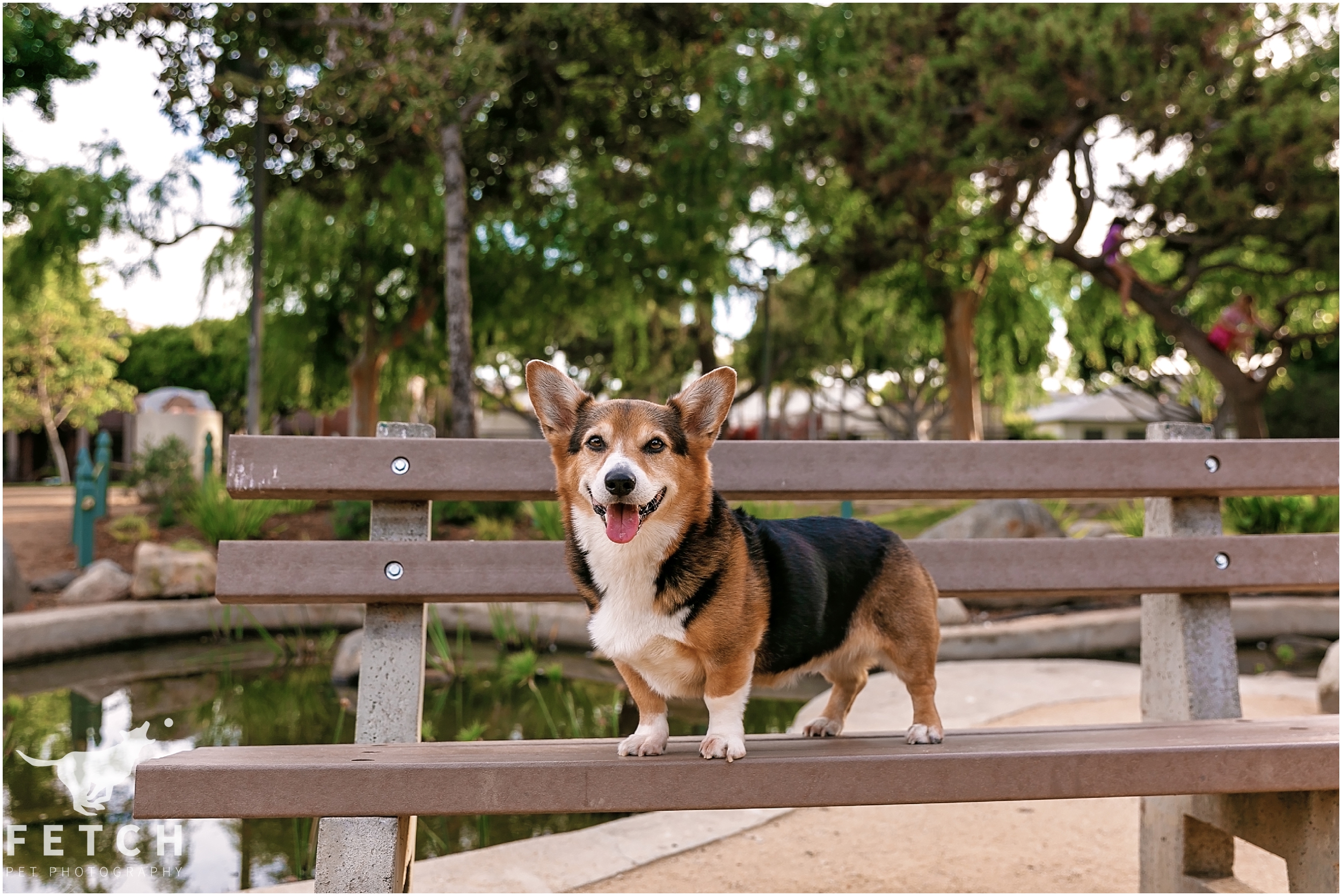 los-angeles-park-dog-photos