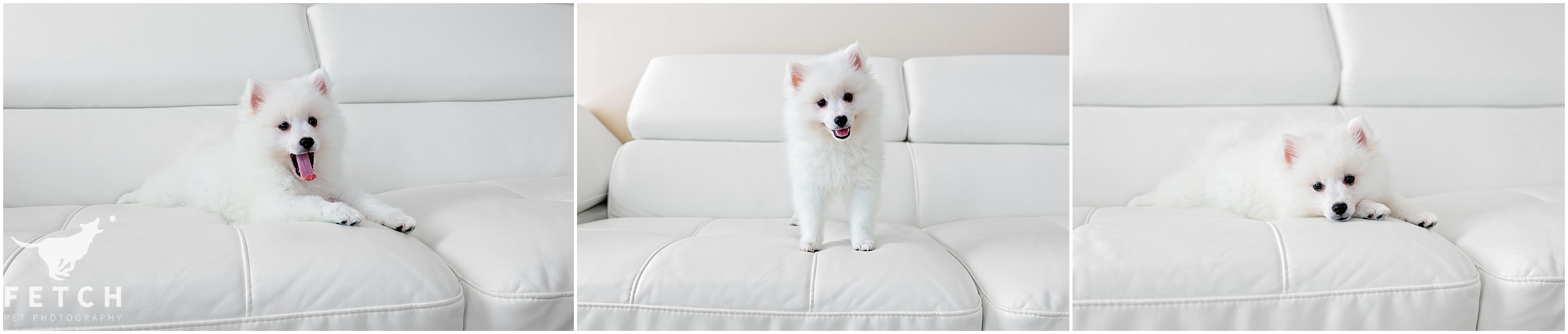 american-eskimo-dog-puppy