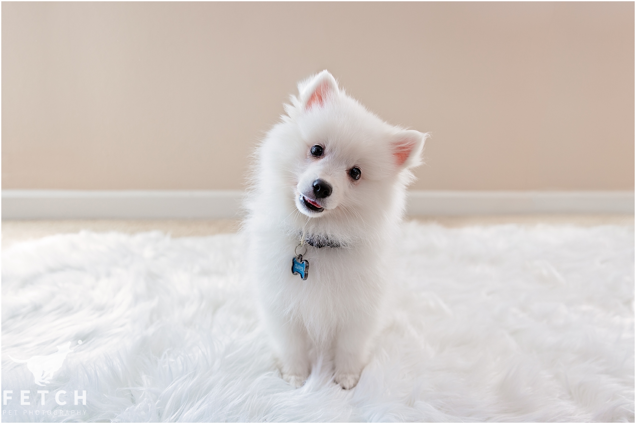 los-angeles-puppy-photographer