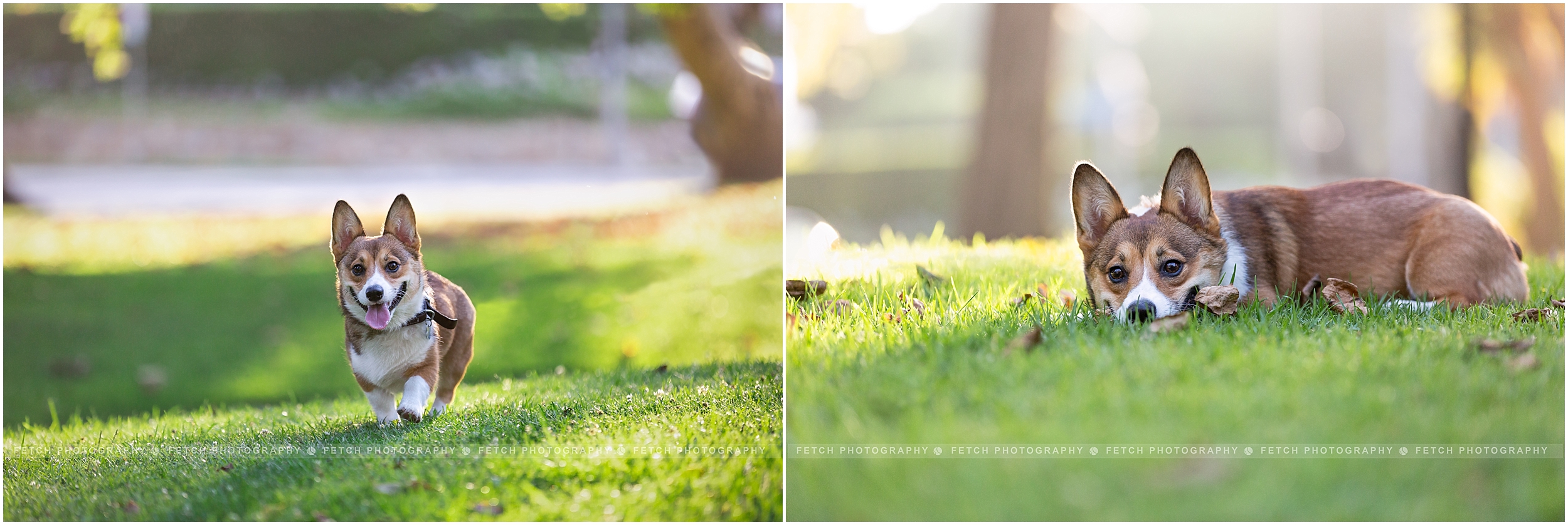 los-angeles-pet-photography