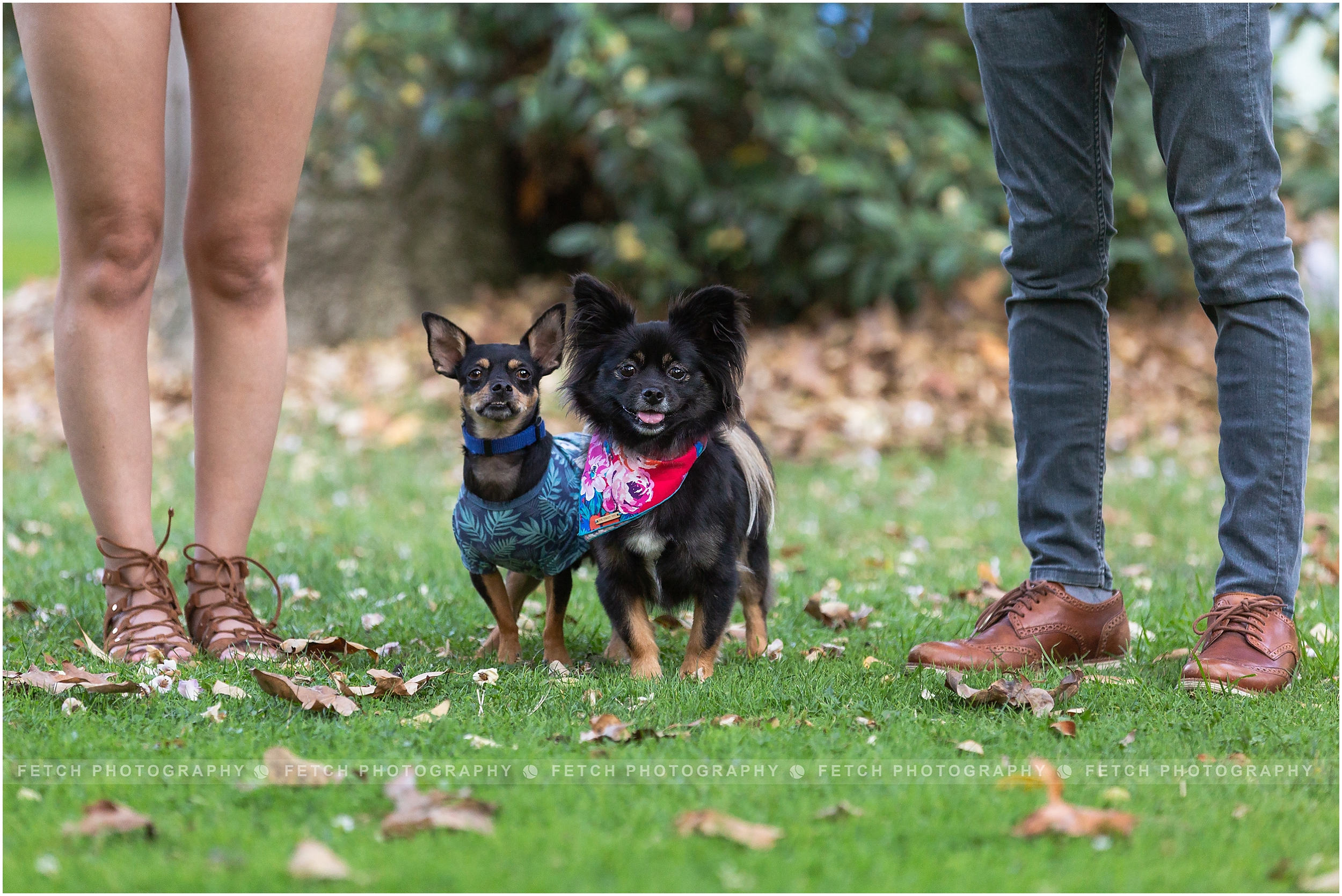 los-angeles-pet-photography