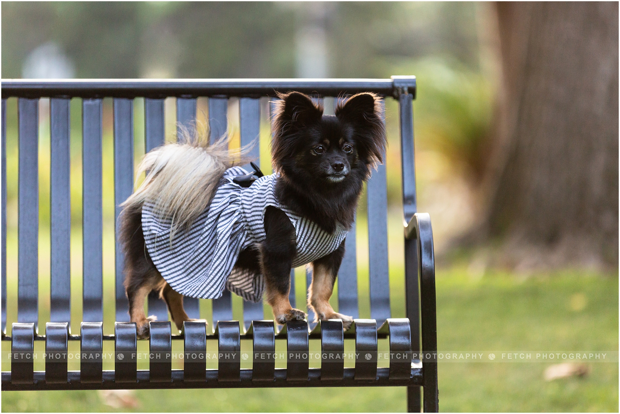 papillon-mix-in-park
